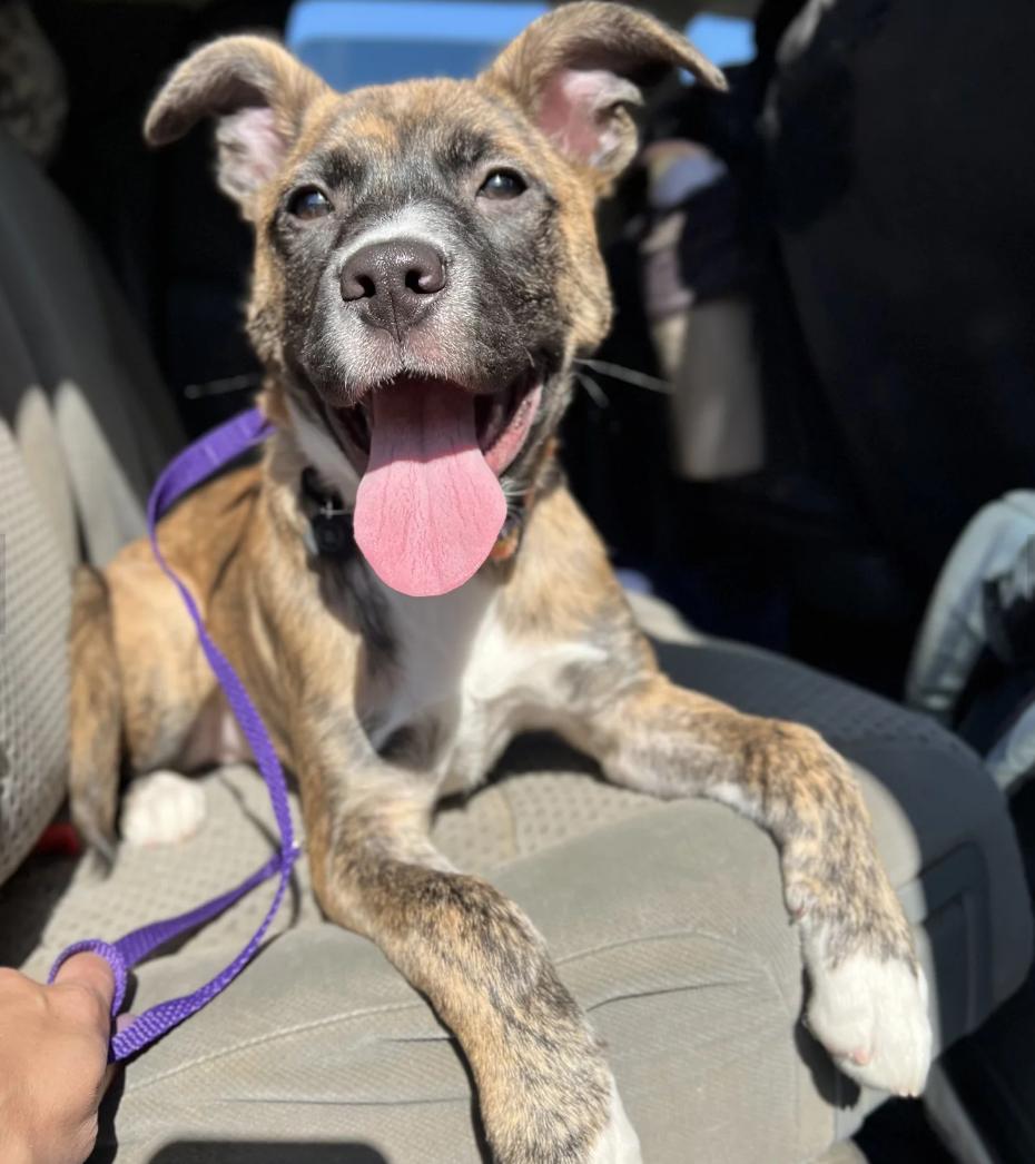 Nisha, ADOPTABLE, Puppy Female Mixed Breed.