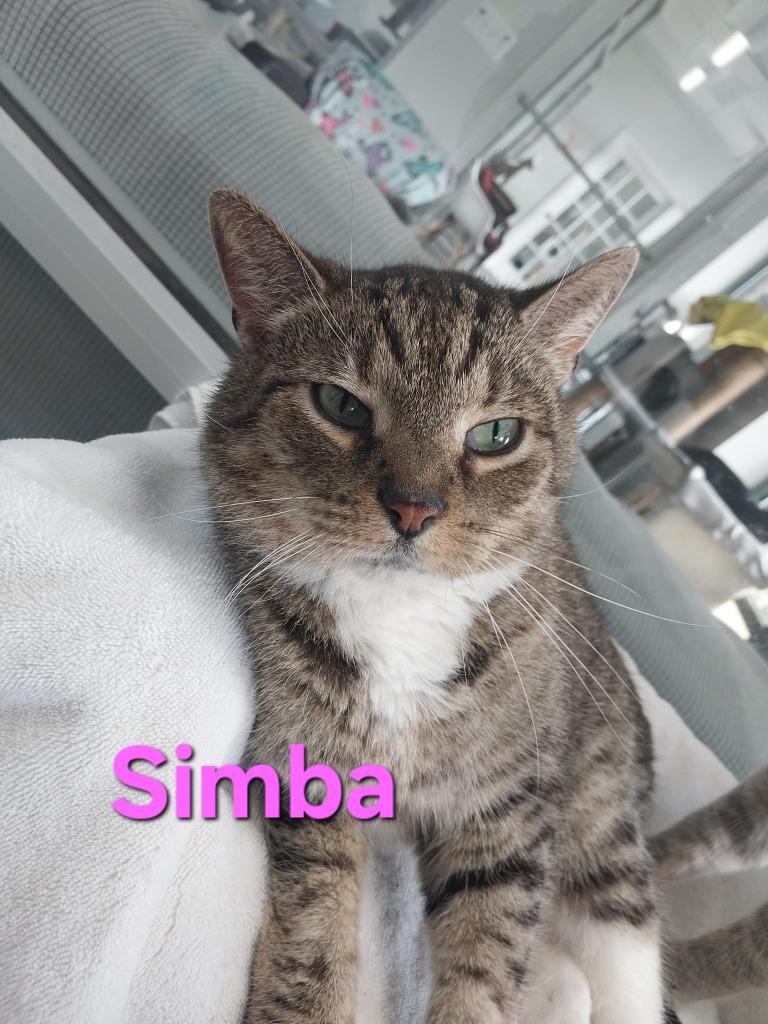 Enlarge Simba, a Adoptable mixed breed in Leonardtown, MD image 1/1