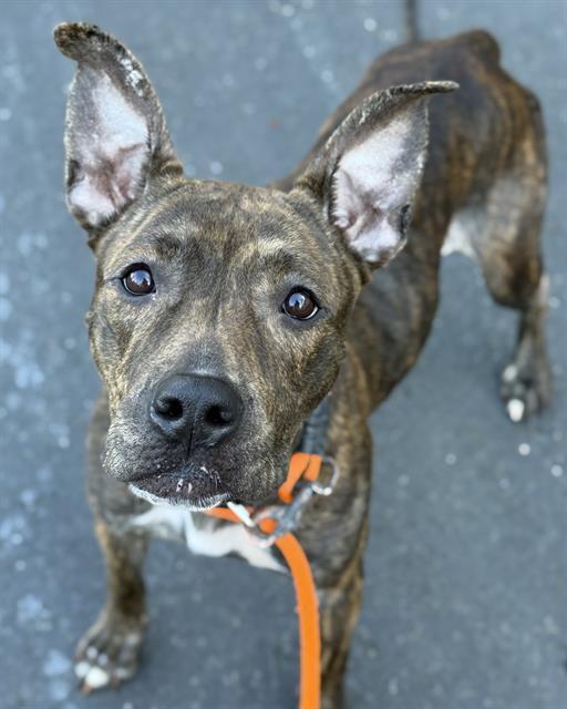 WHISP, Adoptable, Adult Female Pit Bull Terrier.