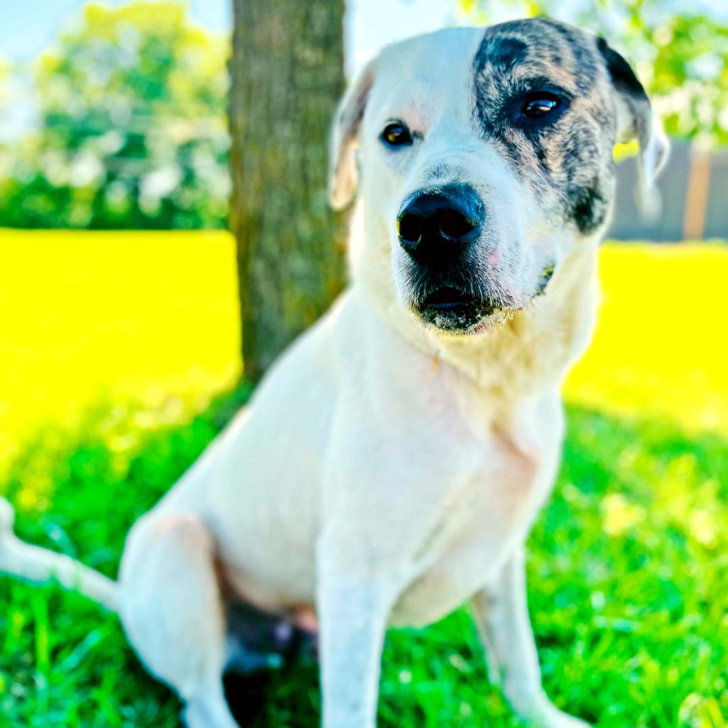 Patch, a Adoptable Catahoula Leopard Dog in Lebanon, MO image 1/6
