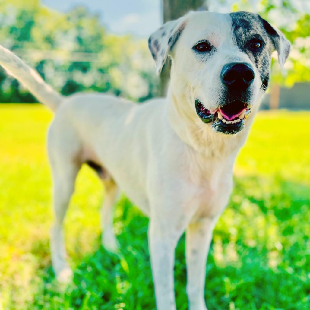 Patch, a Adoptable Catahoula Leopard Dog in Lebanon, MO image 2/6