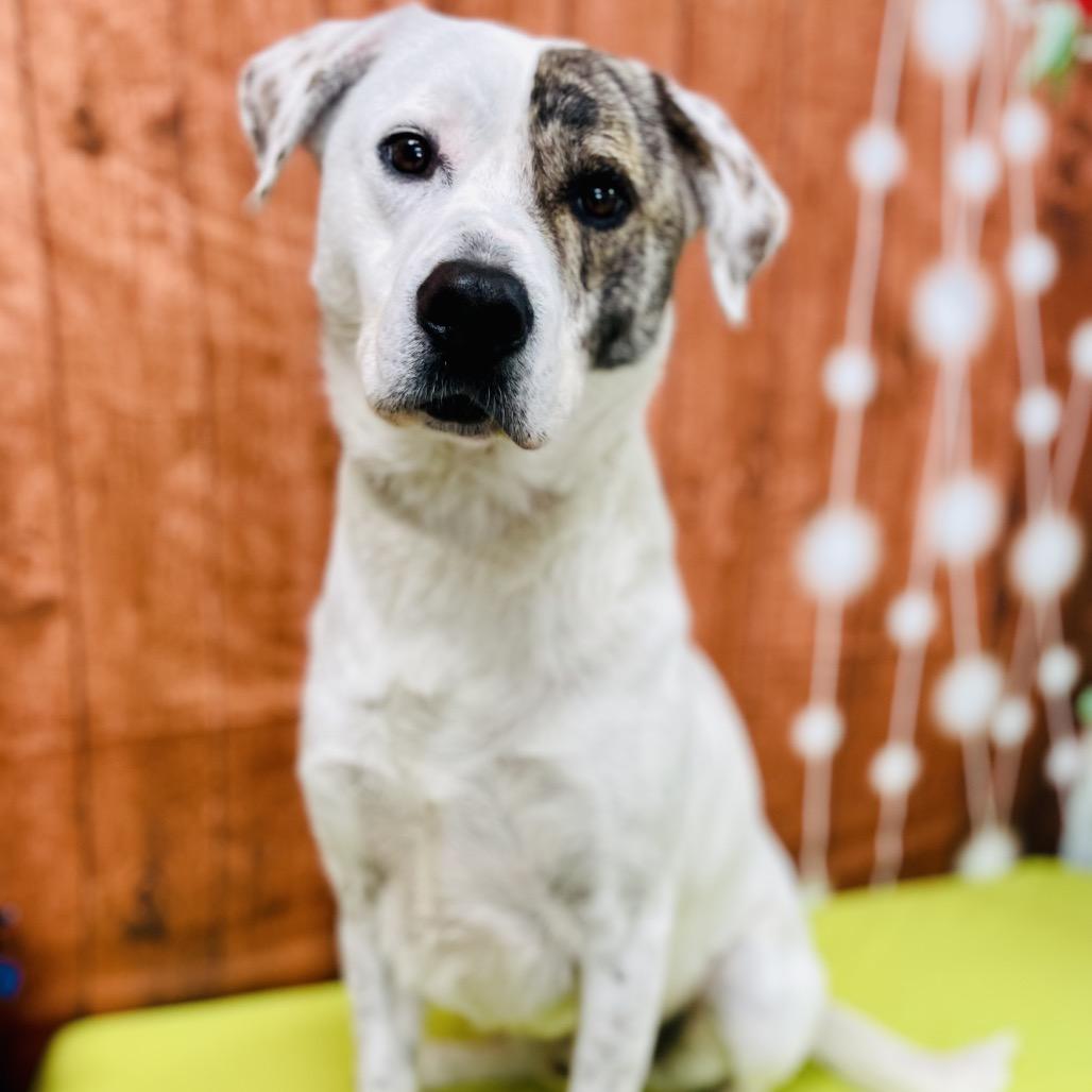 Patch, a Adoptable Catahoula Leopard Dog in Lebanon, MO image 3/6