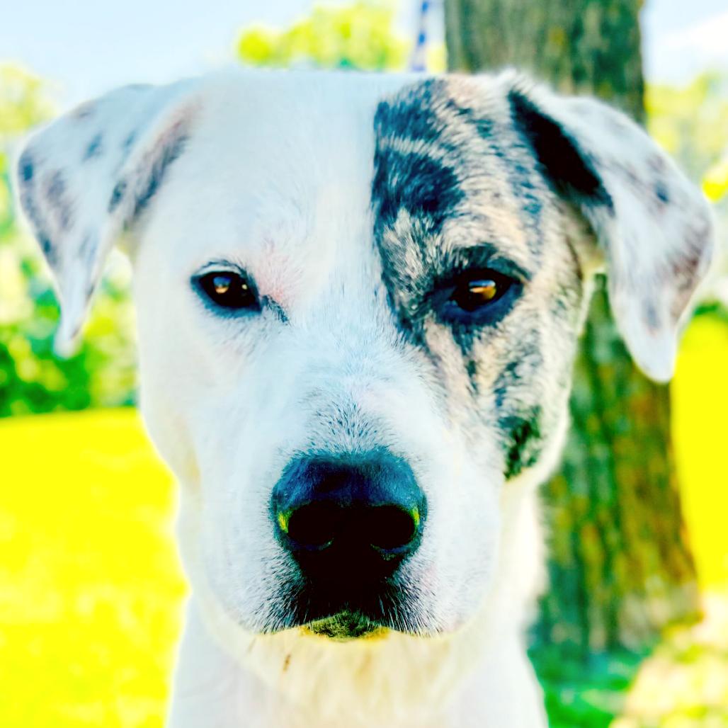 Patch, a Adoptable Catahoula Leopard Dog in Lebanon, MO image 4/6
