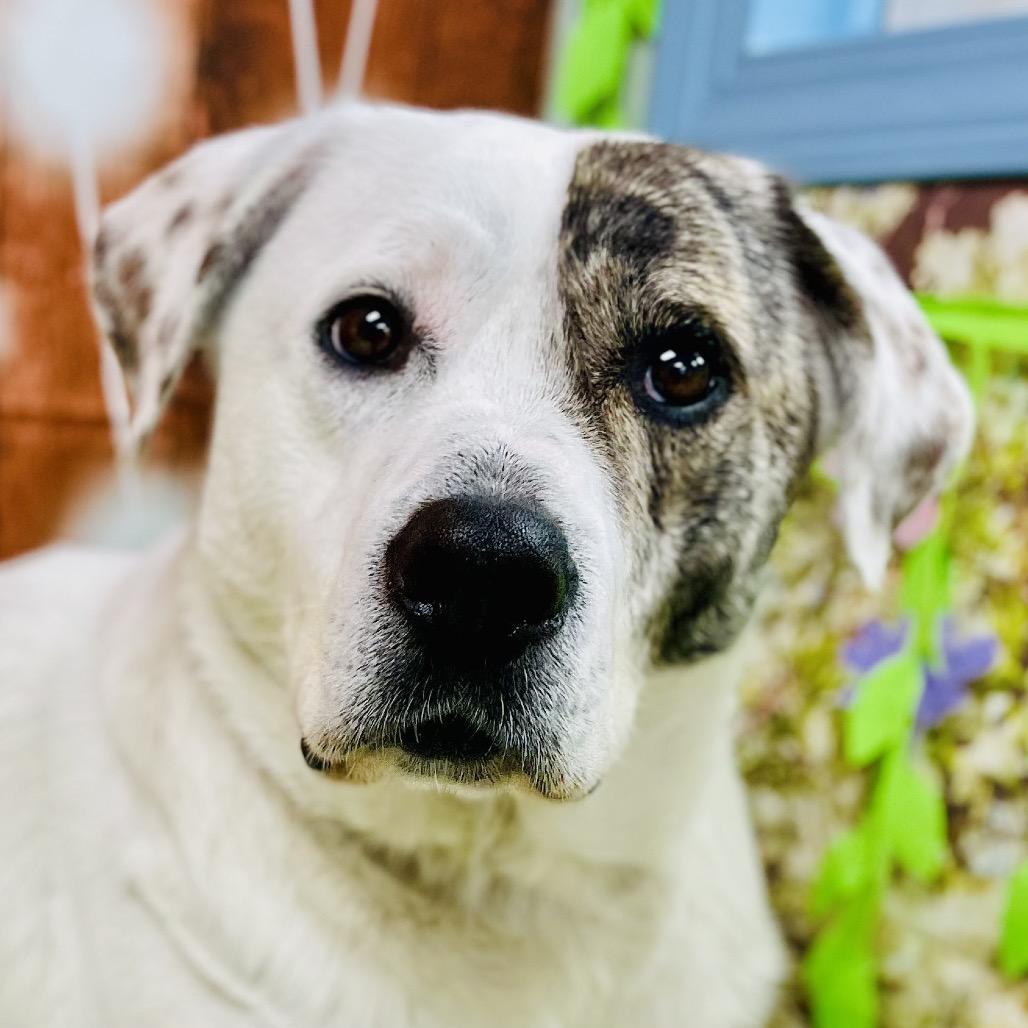 Patch, a Adoptable Catahoula Leopard Dog in Lebanon, MO image 5/6