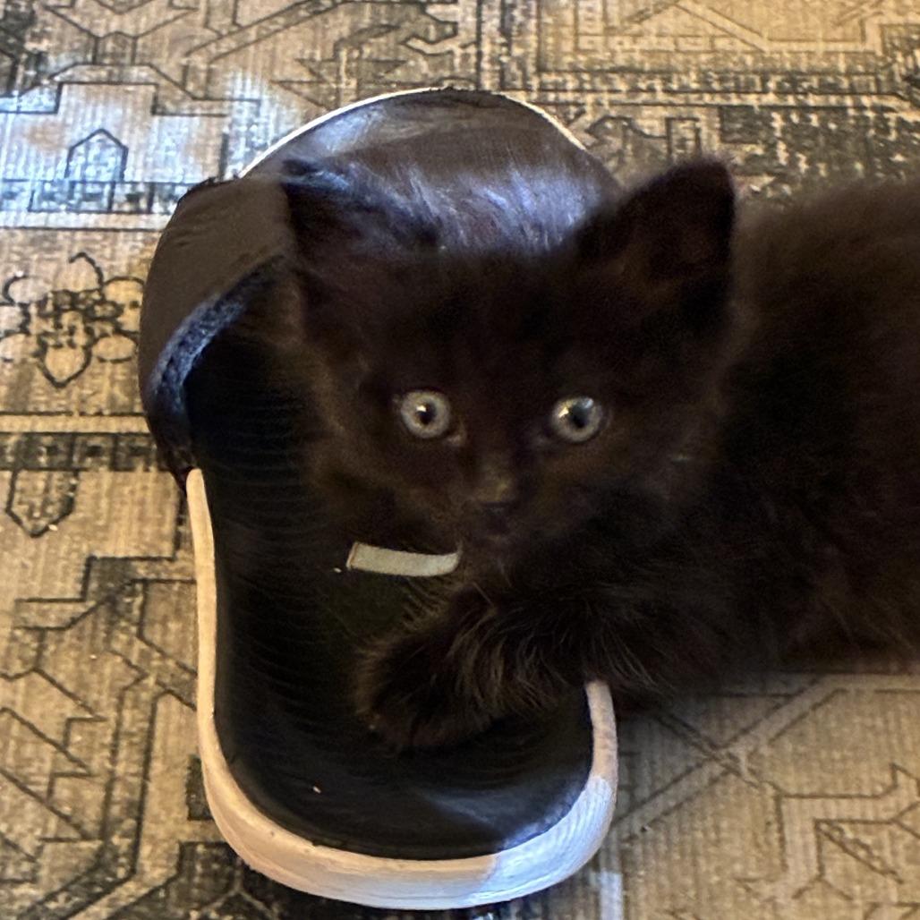 Buddy, Adoptable, Kitten Male Domestic Short Hair.
