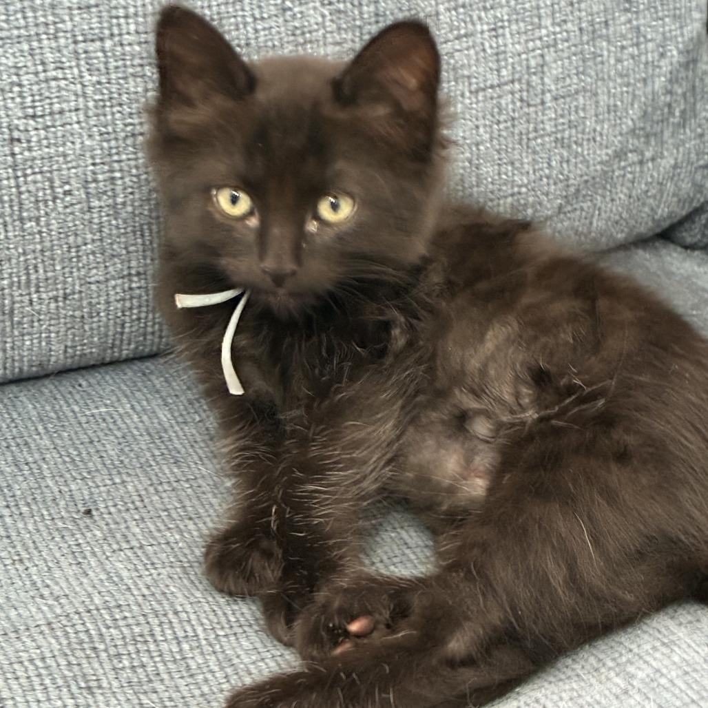 Enlarge Buddy, a Adoptable Domestic Short Hair in Pleasanton, CA image 2/2