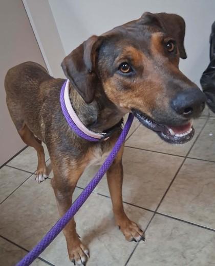 Enlarge Freya, a ADOPTABLE mixed breed in Canon City, CO image 1/1