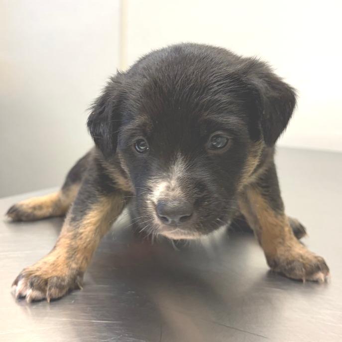 Enlarge True - in Foster, a Adoptable Shepherd in Morrisville, VT image 1/3