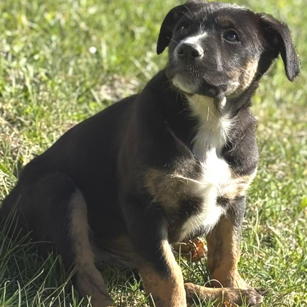 Enlarge True - in Foster, a Adoptable Shepherd in Morrisville, VT image 2/3