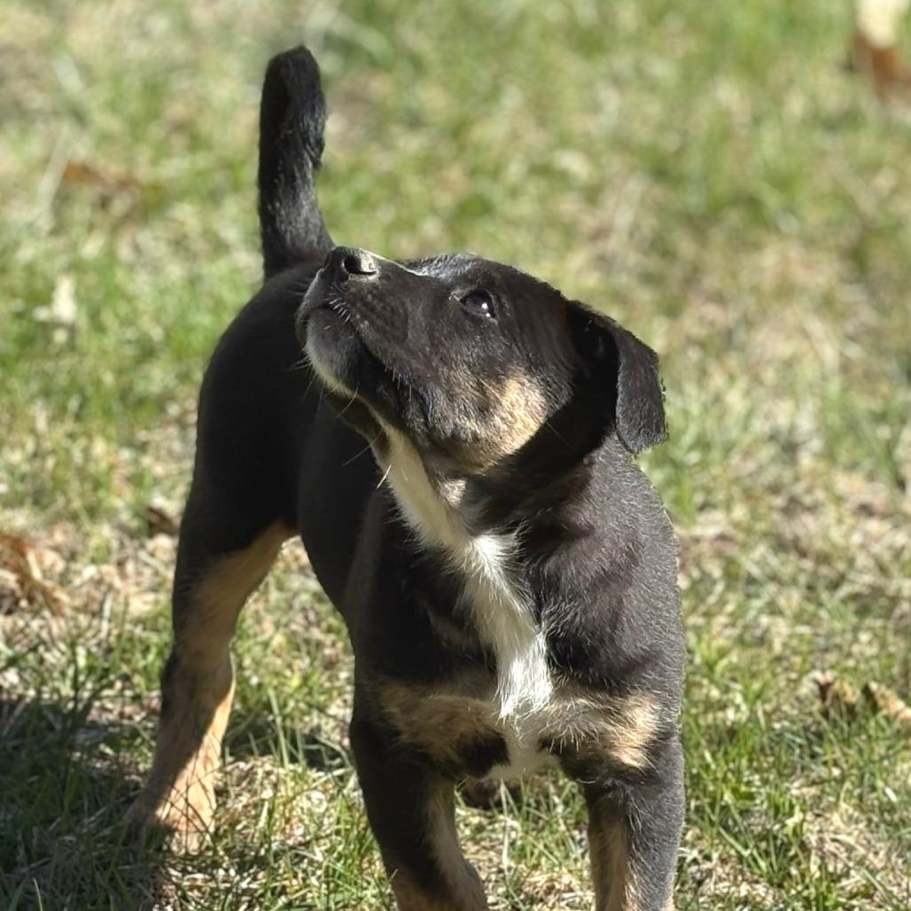 Enlarge True - in Foster, a Adoptable Shepherd in Morrisville, VT image 3/3