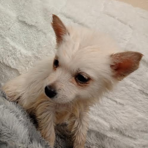 Blossom, an adoptable Pomsky in Blue Earth, MN, 56013 | Photo Image 2
