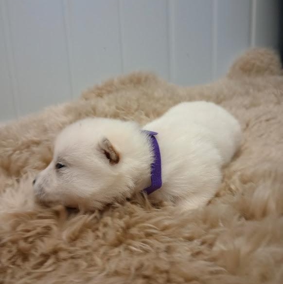 Blossom, an adoptable Pomsky in Blue Earth, MN, 56013 | Photo Image 4