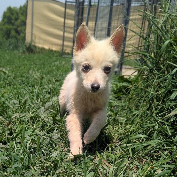 Blossom, an adoptable Pomsky in Blue Earth, MN, 56013 | Photo Image 1