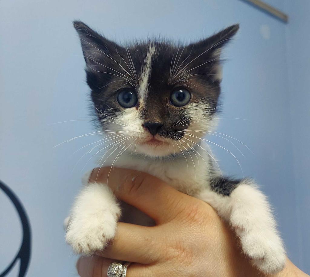 Enlarge Donnie, a Adoptable Domestic Medium Hair in Utica, MI image 1/1