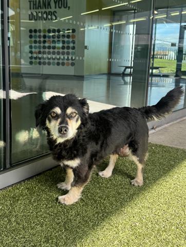 Enlarge MEREDITH, a Adoptable mixed breed in San Martin, CA image 1/2