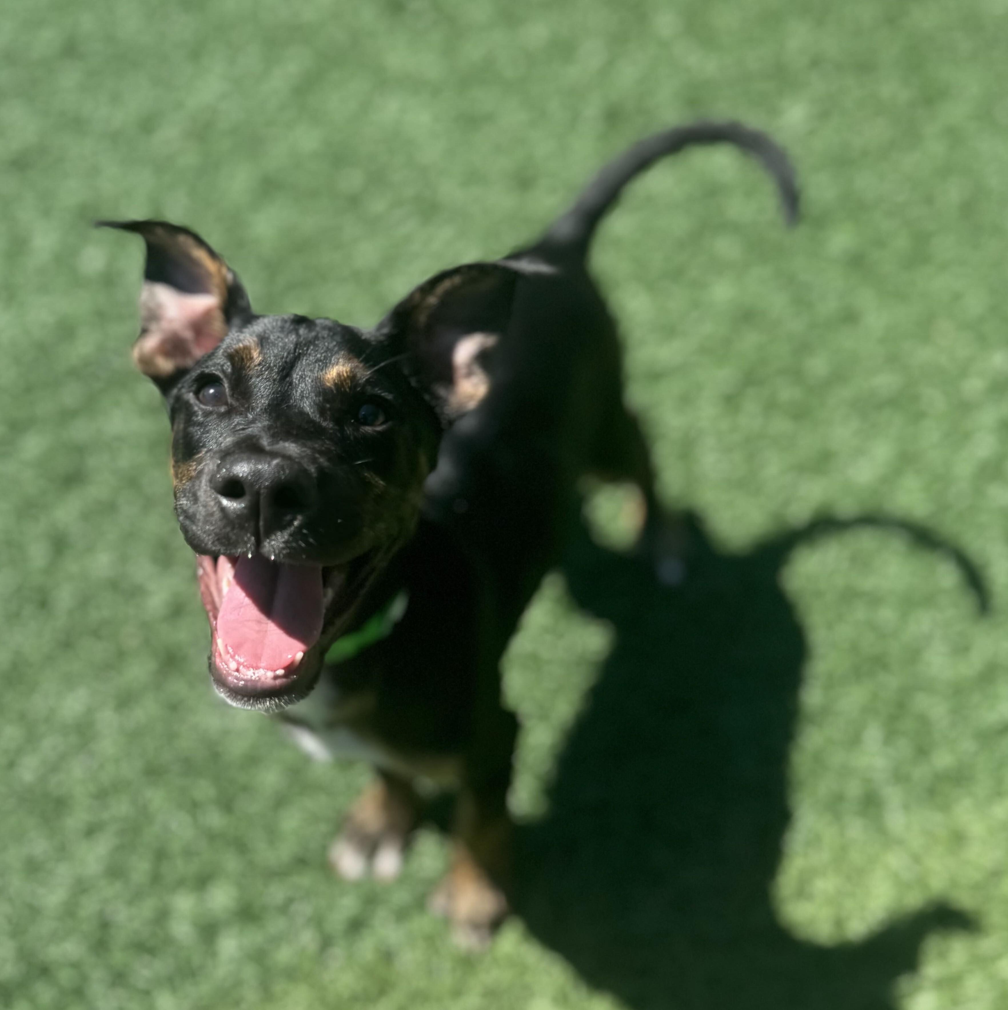 Franklin HERE IN NH, a ADOPTABLE Mixed Breed in Northwood, NH image 5/6