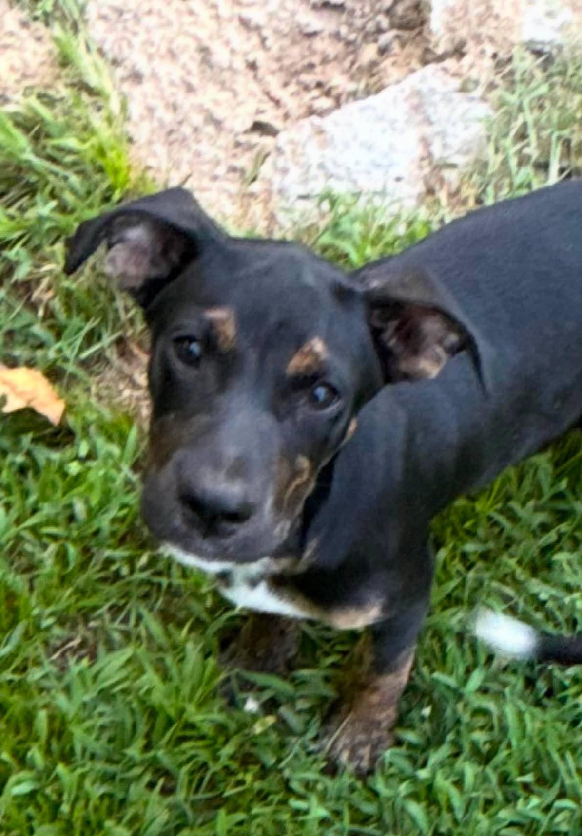 Franklin HERE IN NH, a ADOPTABLE Mixed Breed in Northwood, NH image 2/6