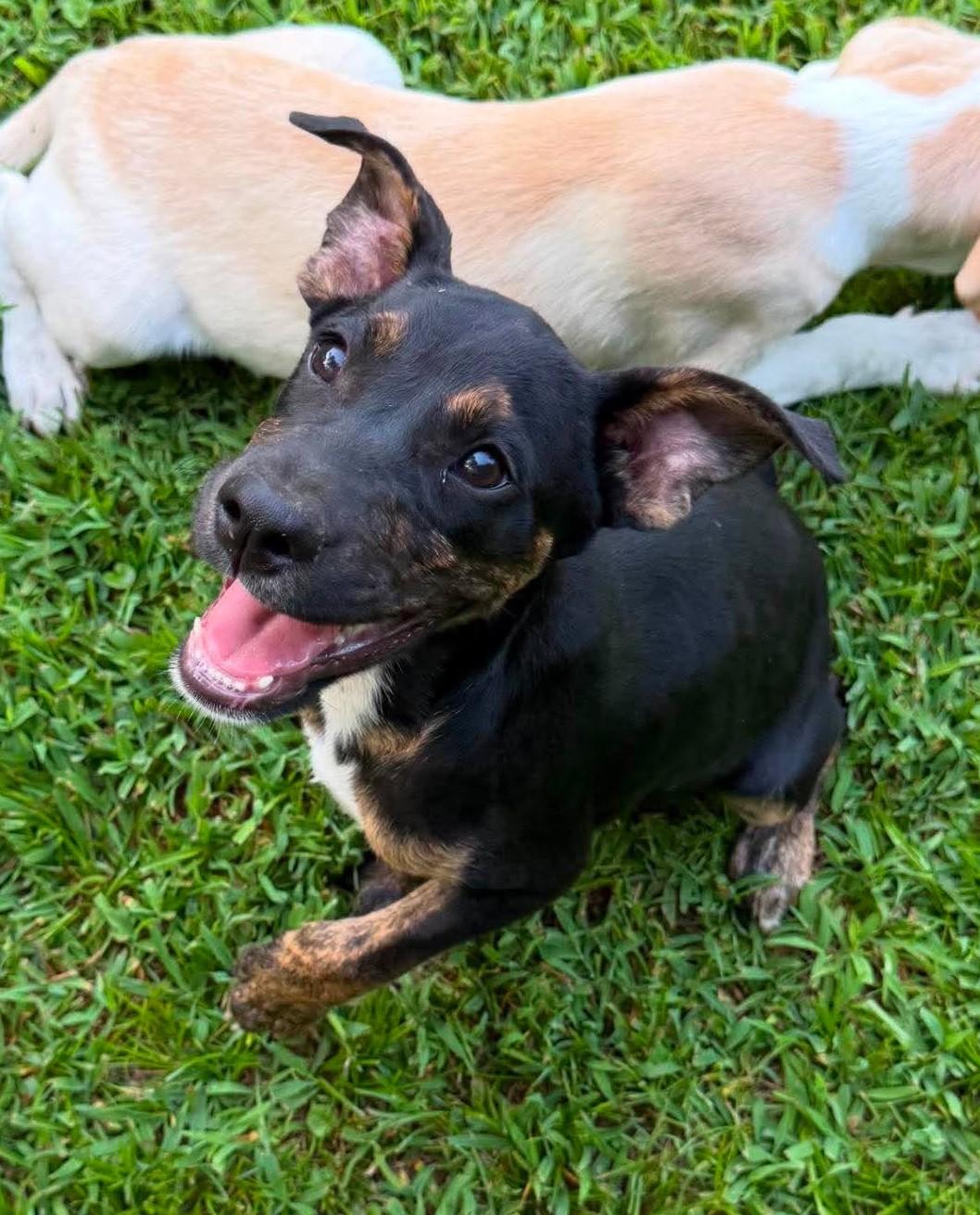 Franklin HERE IN NH, ADOPTABLE, Puppy Male Mixed Breed.