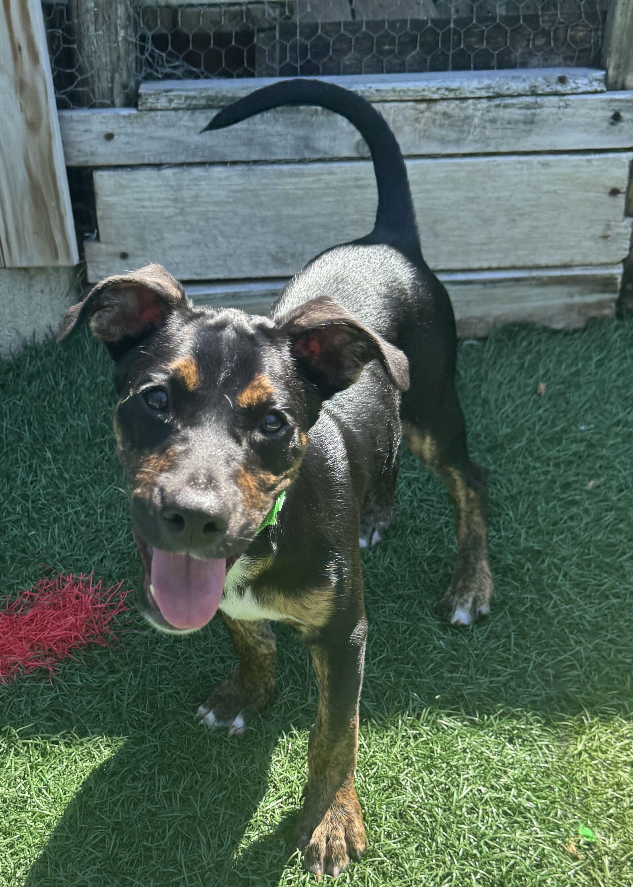 Franklin HERE IN NH, a ADOPTABLE Mixed Breed in Northwood, NH image 6/6