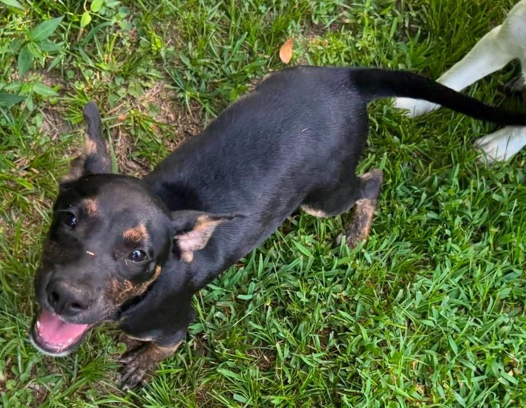 Franklin HERE IN NH, a ADOPTABLE Mixed Breed in Northwood, NH image 3/6