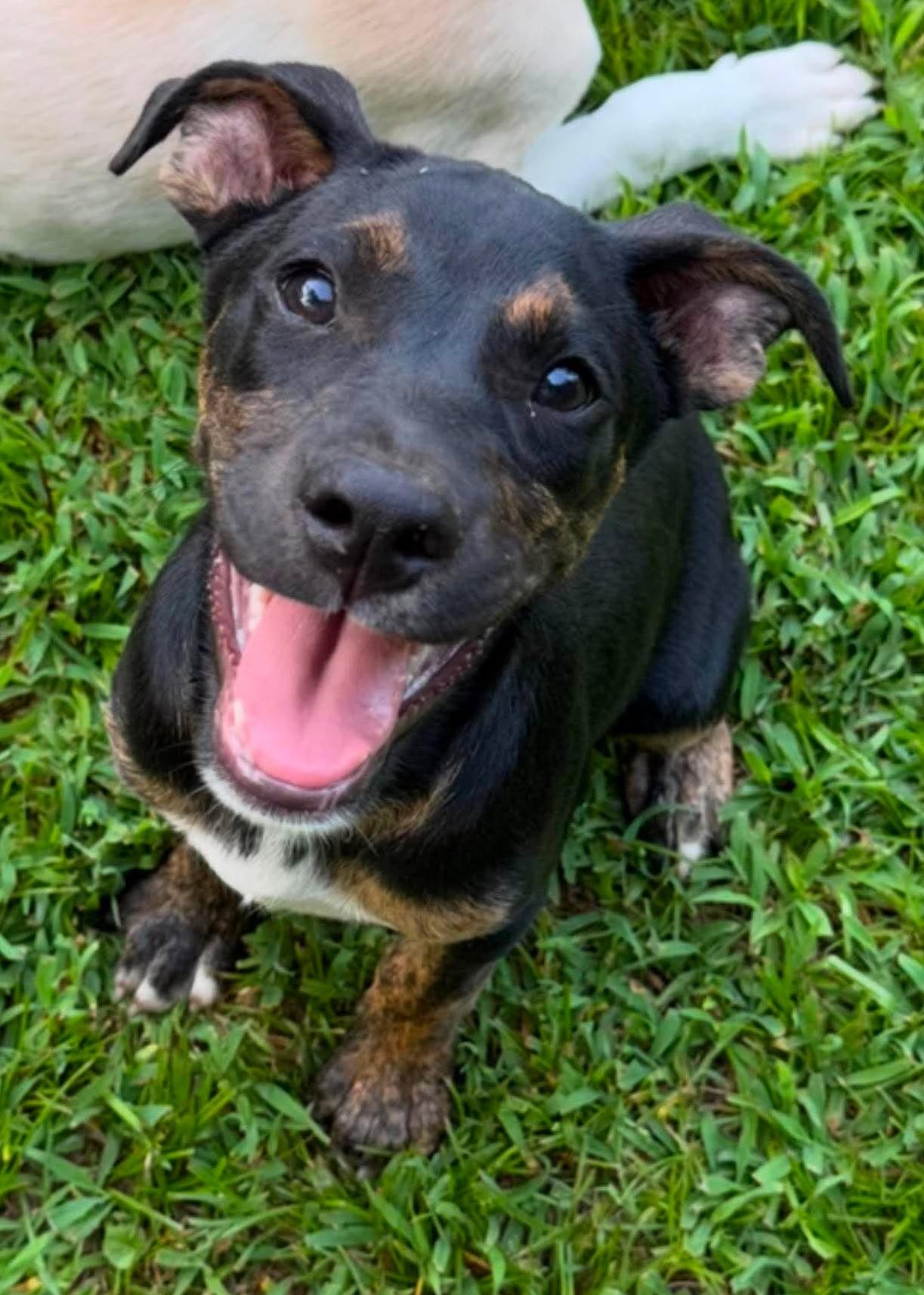 Franklin HERE IN NH, a ADOPTABLE Mixed Breed in Northwood, NH image 4/6