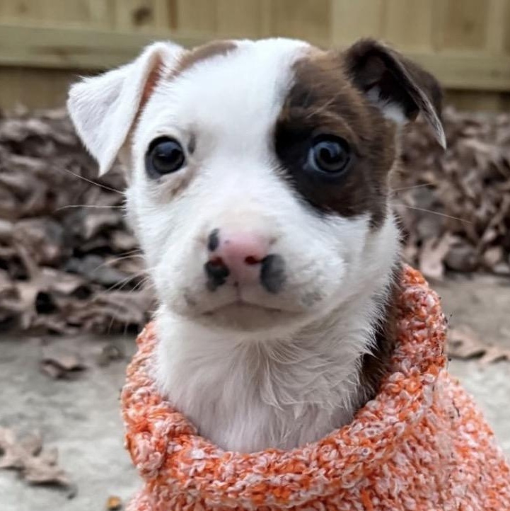 Lima, adopted, Puppy Female Hound.