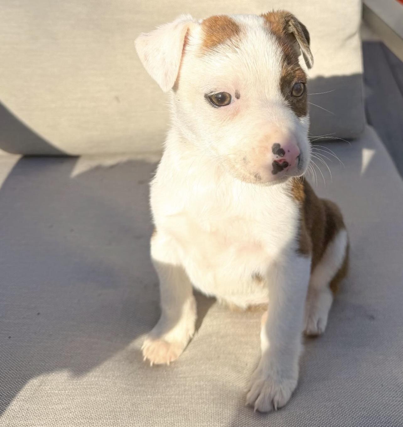 Enlarge Lima, an adopted mixed breed in Richmond, VA image 2/6