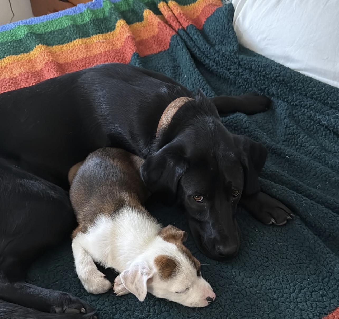 Enlarge Lima, an adopted mixed breed in Richmond, VA image 6/6