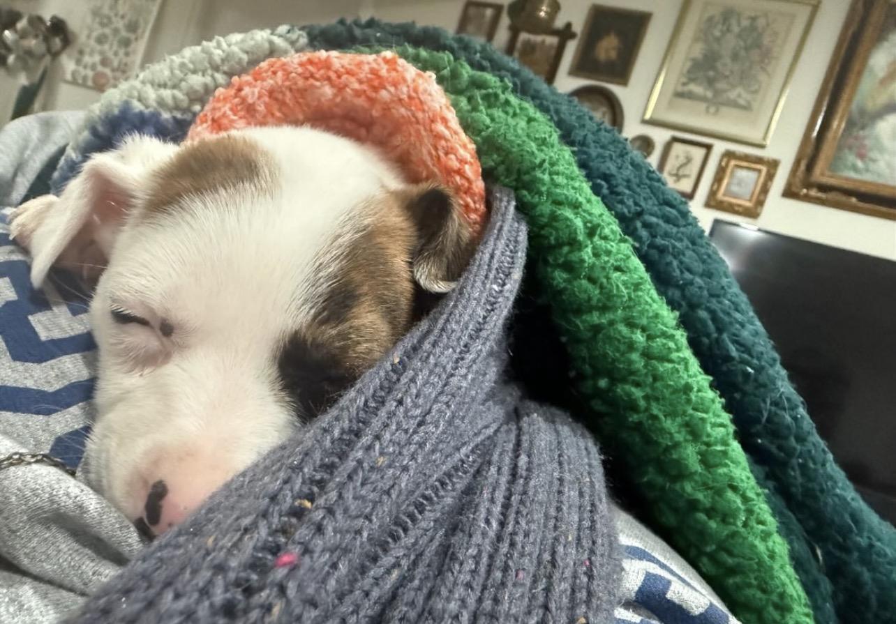 Enlarge Lima, an adopted mixed breed in Richmond, VA image 3/6