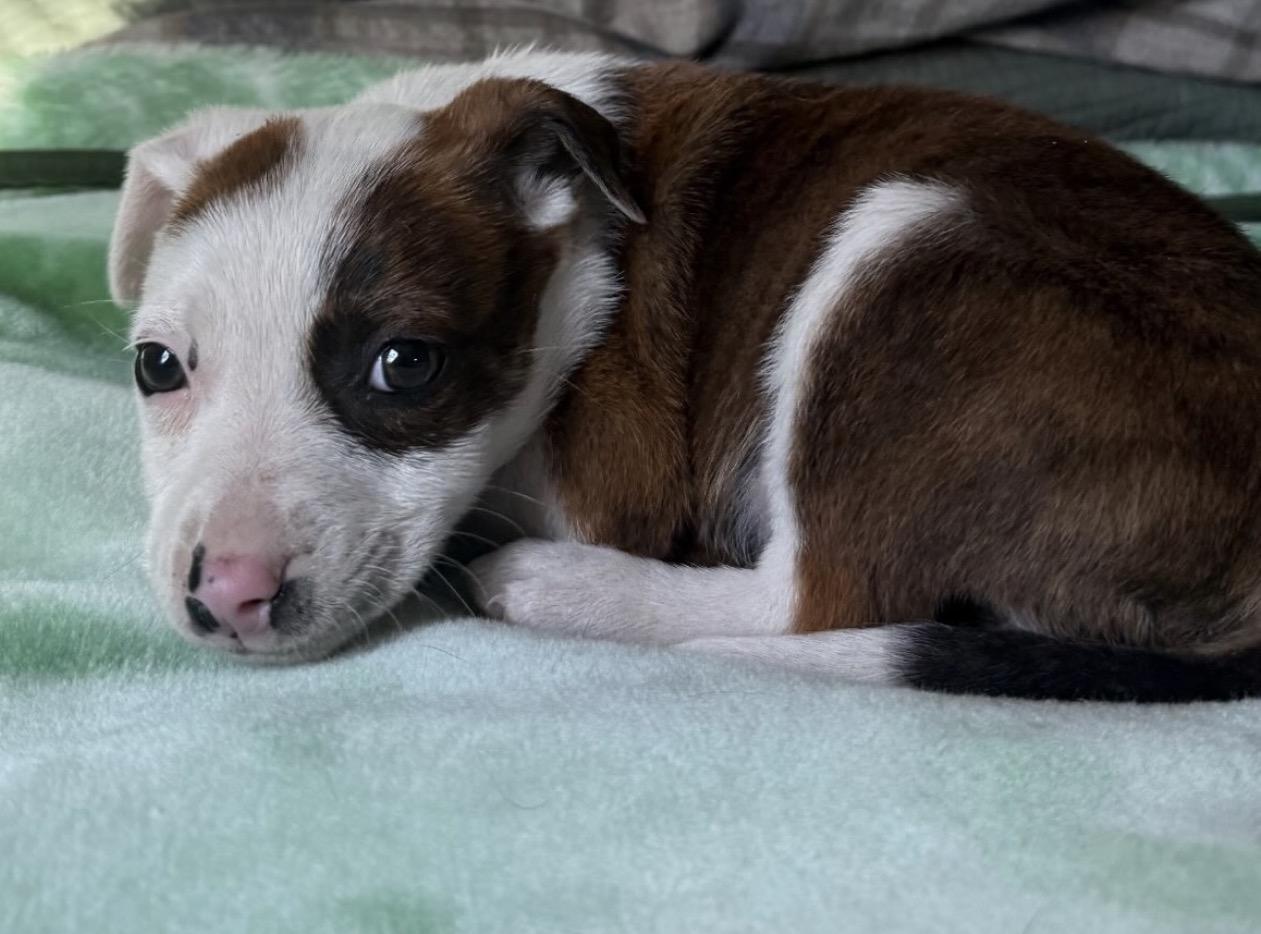 Enlarge Lima, an adopted mixed breed in Richmond, VA image 5/6