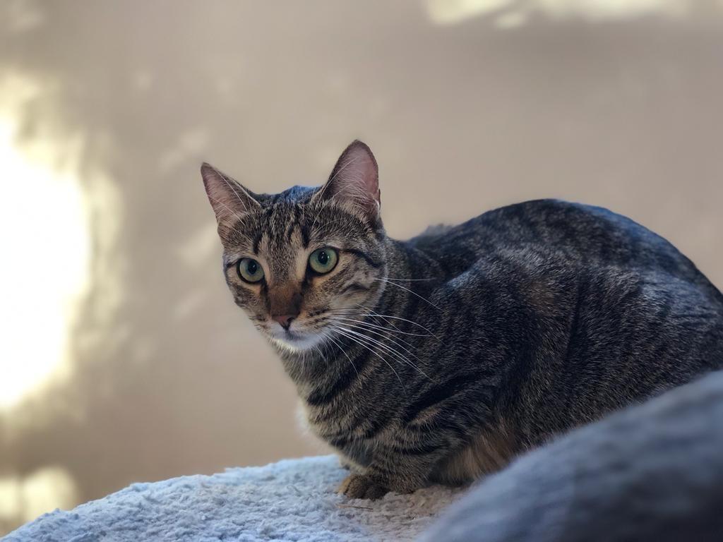 Tofu, Adoptable, Adult Female Tiger.
