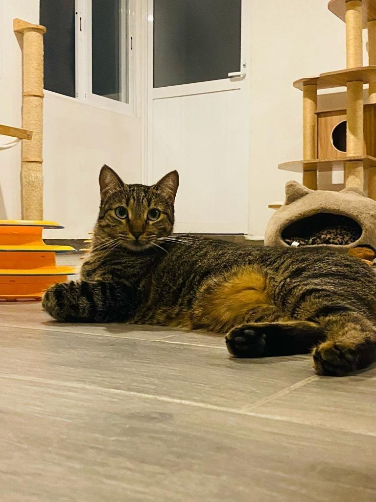 Tofu, a Adoptable Tiger in San Juan de Abajo, NAY image 2/6