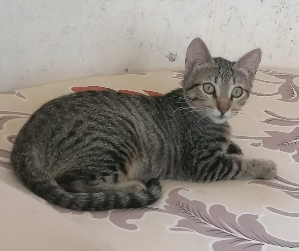 Tofu, a Adoptable Tiger in San Juan de Abajo, NAY image 5/6