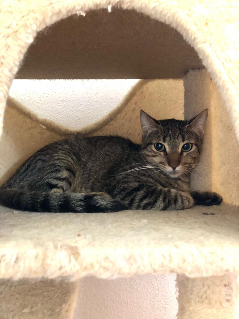 Tofu, a Adoptable Tiger in San Juan de Abajo, NAY image 6/6