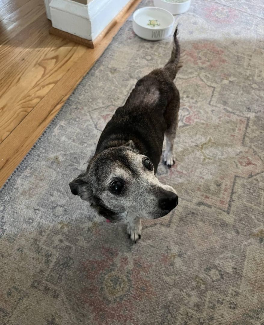 Coco, Adopted, Senior Female Dachshund & Chihuahua.