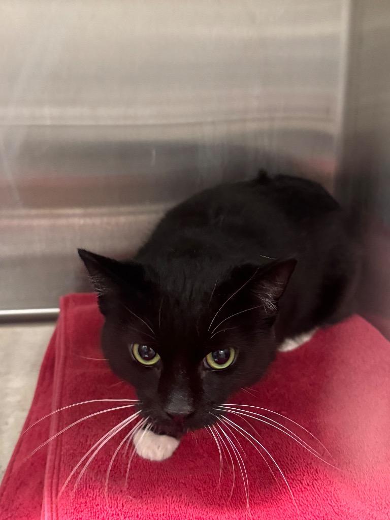 Sabrina, Adoptable, Adult Female Domestic Short Hair.