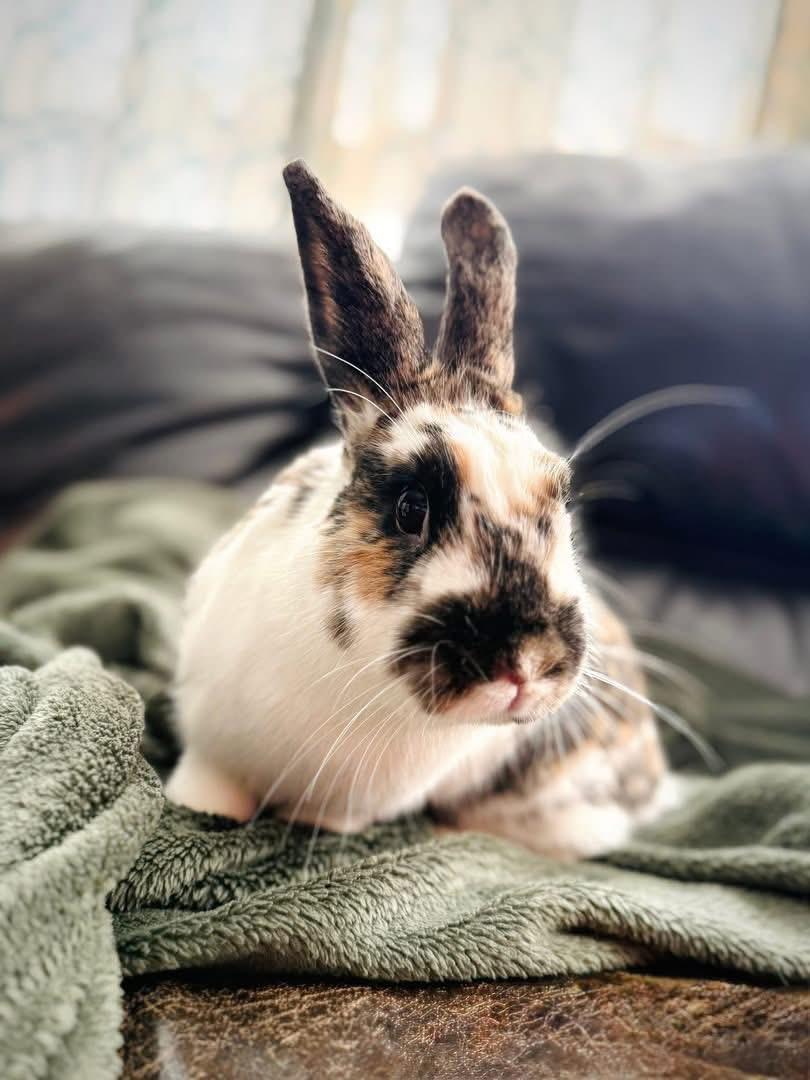 Enlarge Wheels and Roll, a Adoptable Lionhead in St. Charles, MO image 1/5