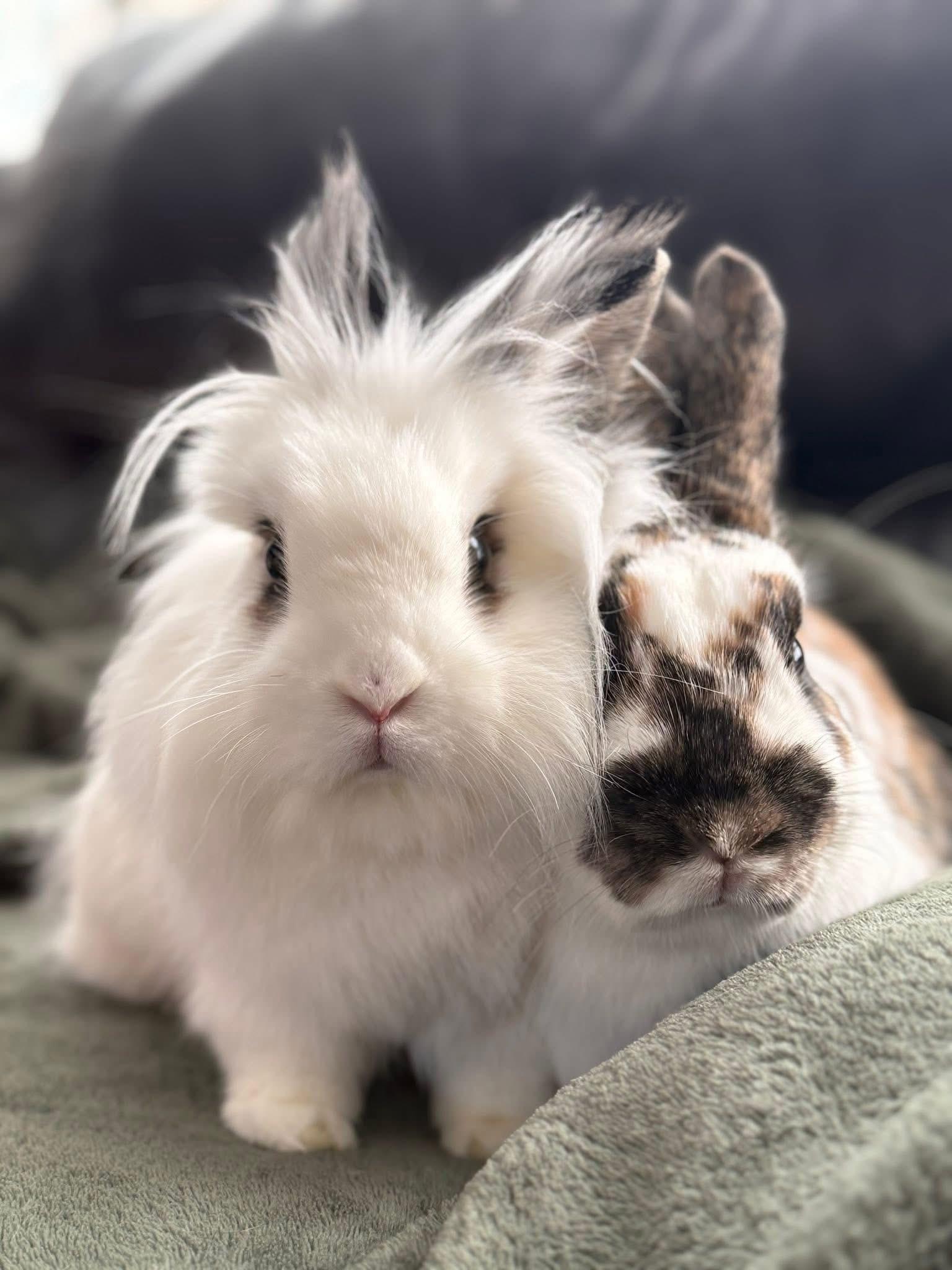 Enlarge Wheels and Roll, a Adoptable Lionhead in St. Charles, MO image 2/5