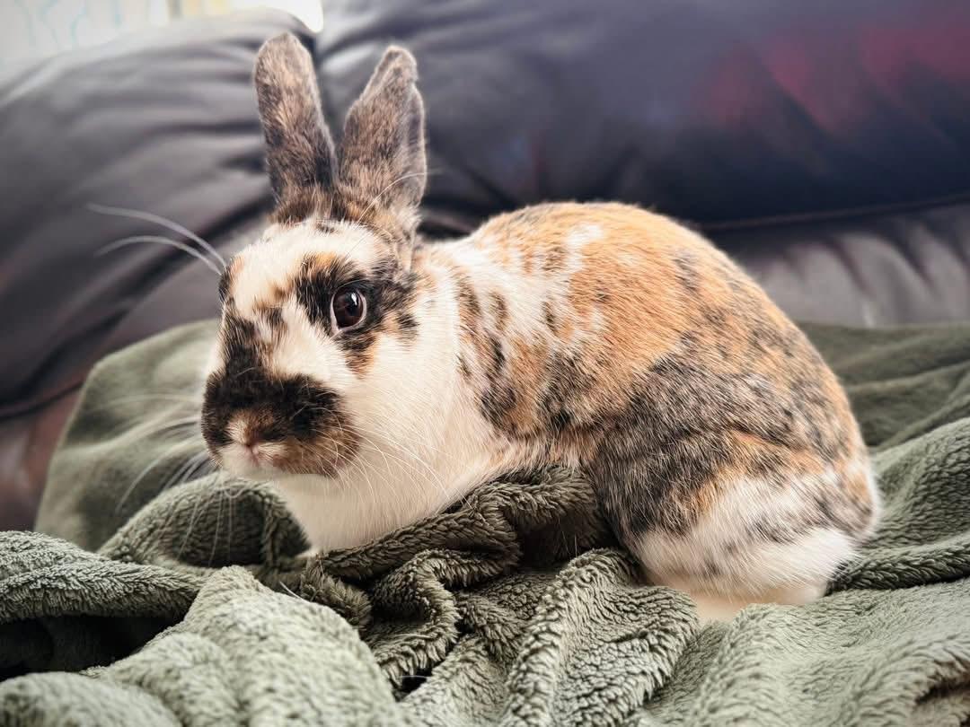 Enlarge Wheels and Roll, a Adoptable Lionhead in St. Charles, MO image 3/5