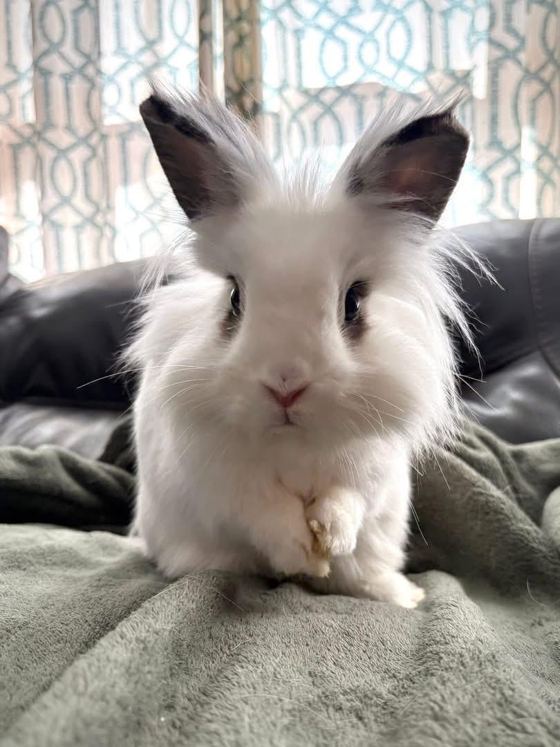 Enlarge Wheels and Roll, a Adoptable Lionhead in St. Charles, MO image 4/5
