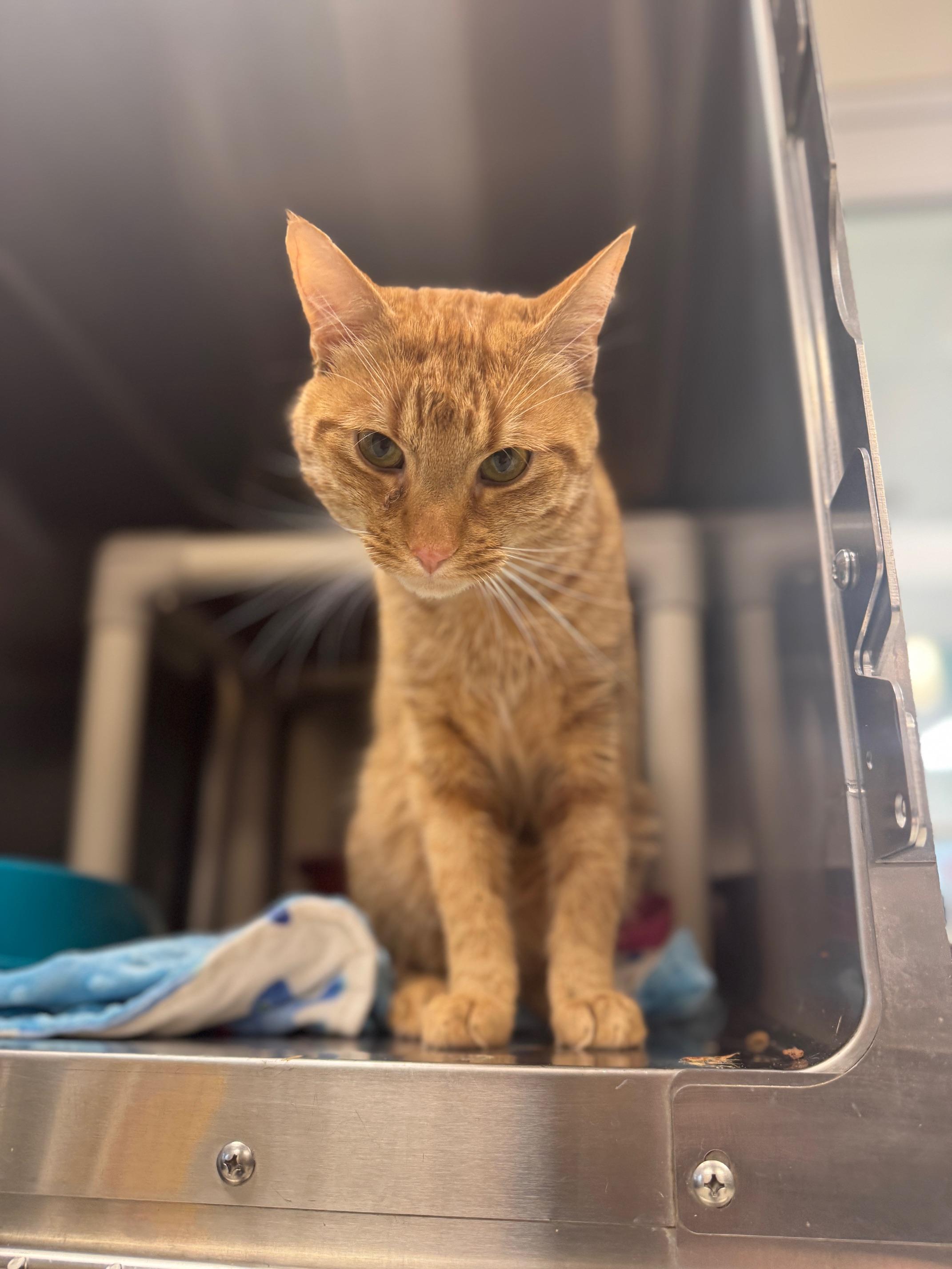 Enlarge Queso, an adopted Domestic Short Hair in Benton Harbor, MI image 5/5