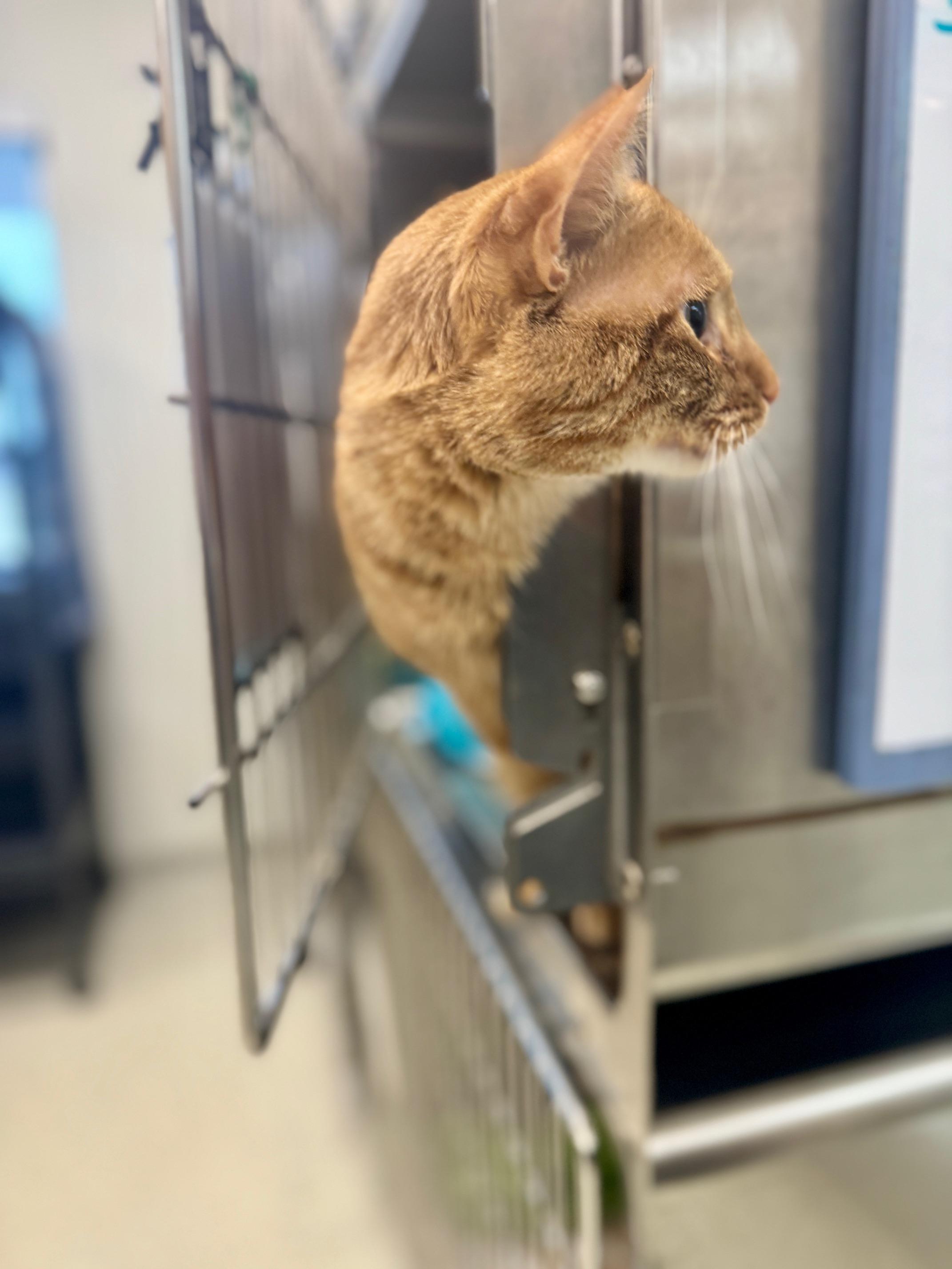 Enlarge Queso, an adopted Domestic Short Hair in Benton Harbor, MI image 3/5