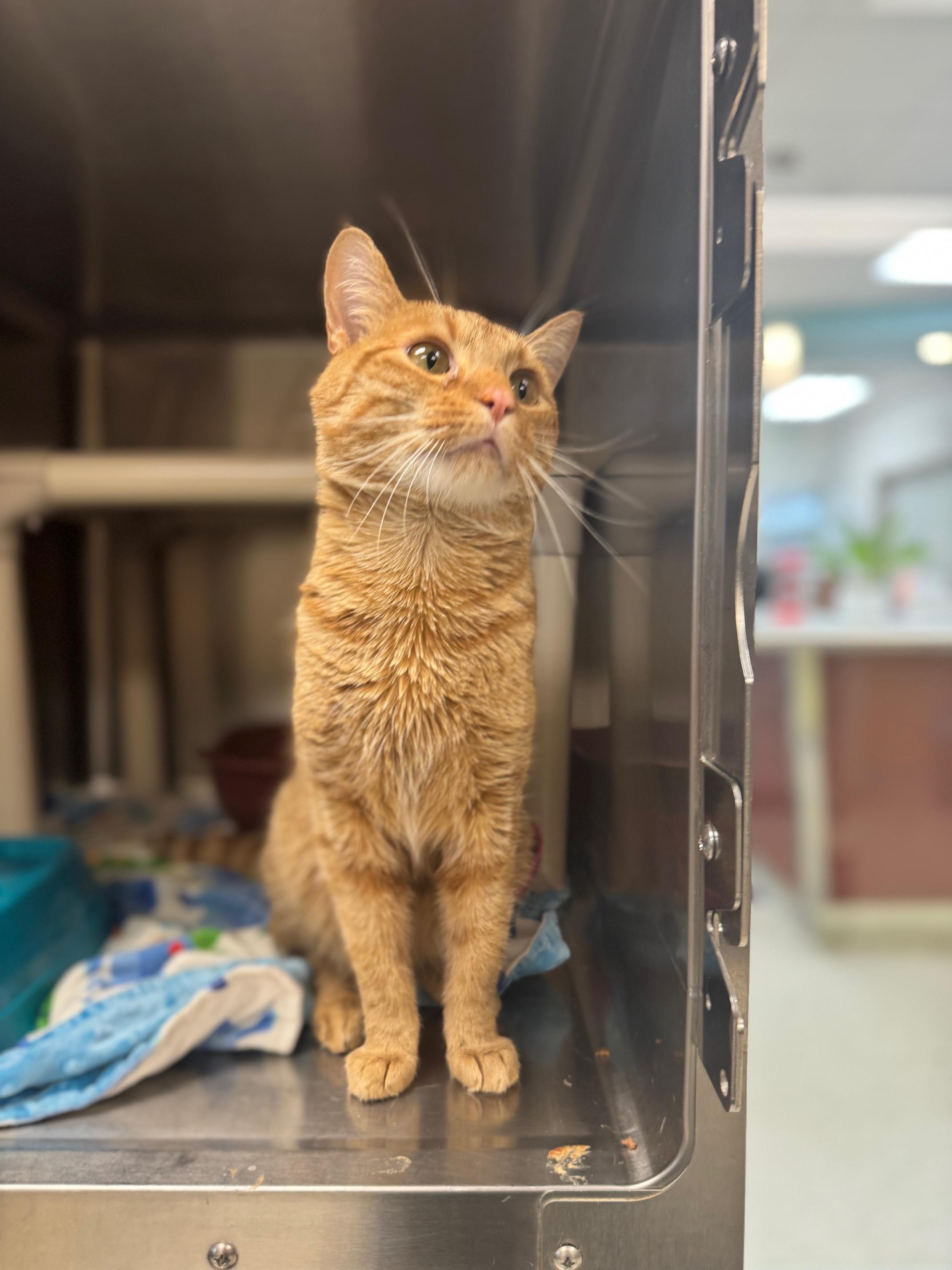 Enlarge Queso, an adopted Domestic Short Hair in Benton Harbor, MI image 4/5