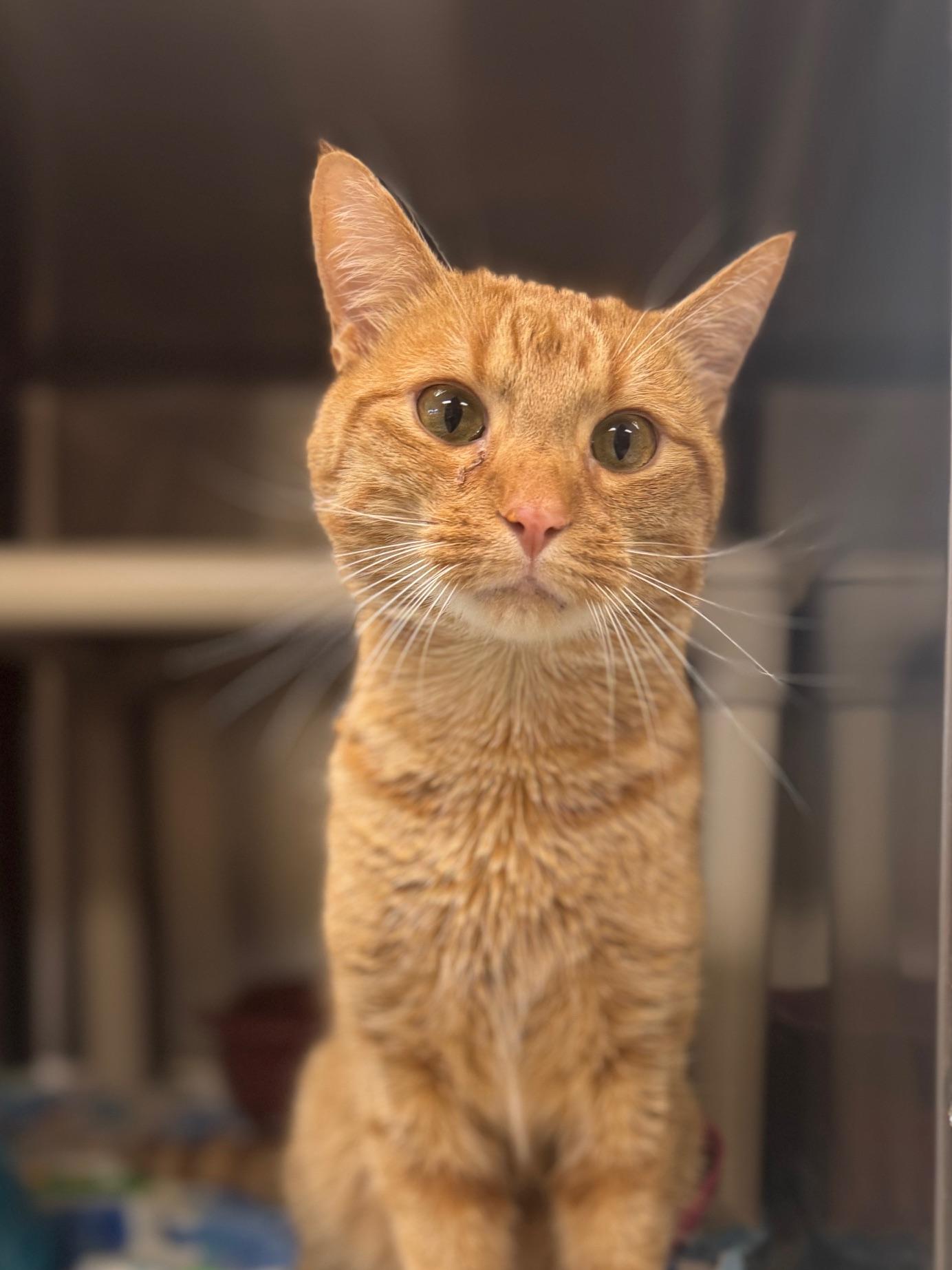 Enlarge Queso, an adopted Domestic Short Hair in Benton Harbor, MI image 1/5