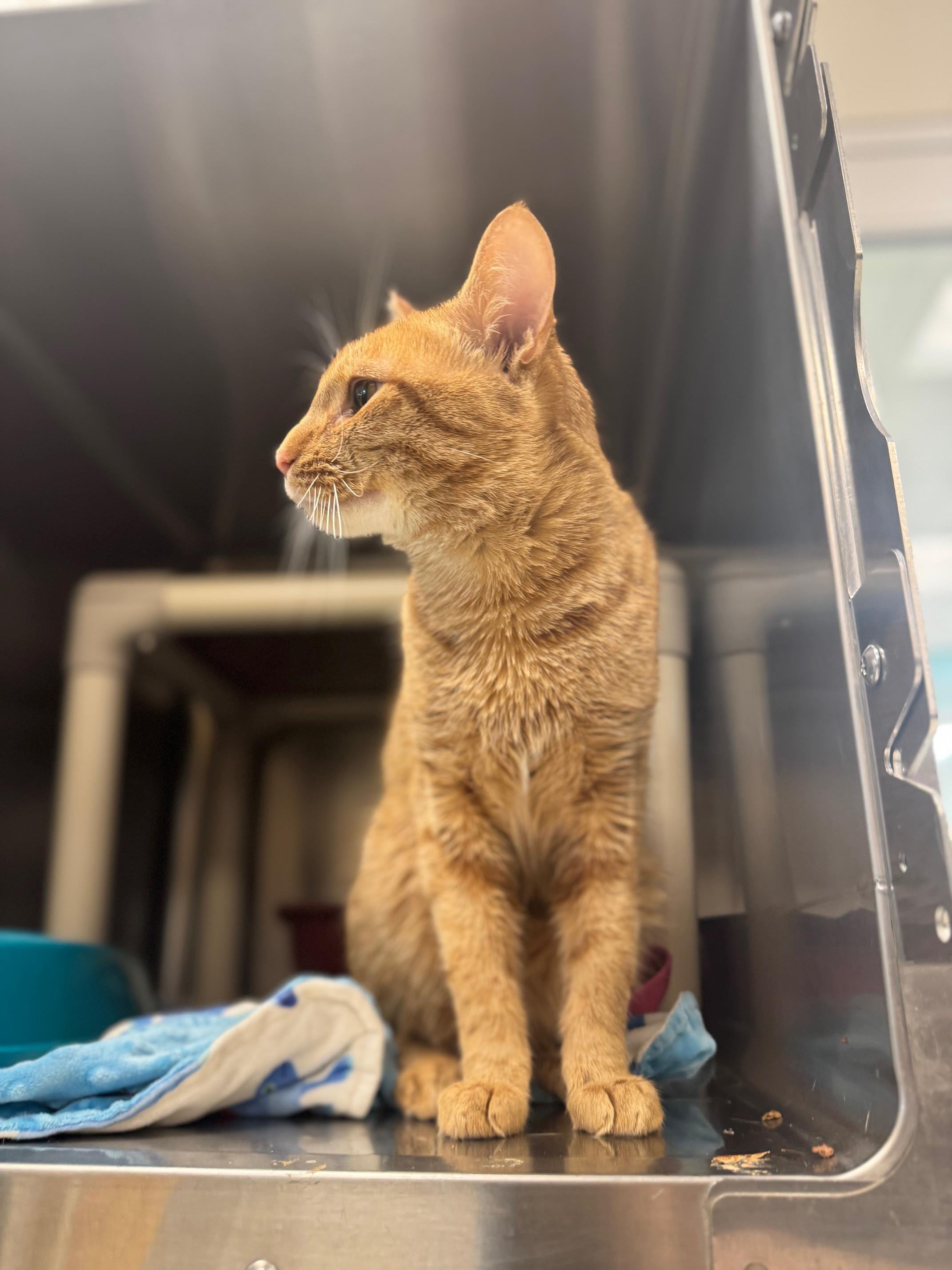 Enlarge Queso, an adopted Domestic Short Hair in Benton Harbor, MI image 2/5