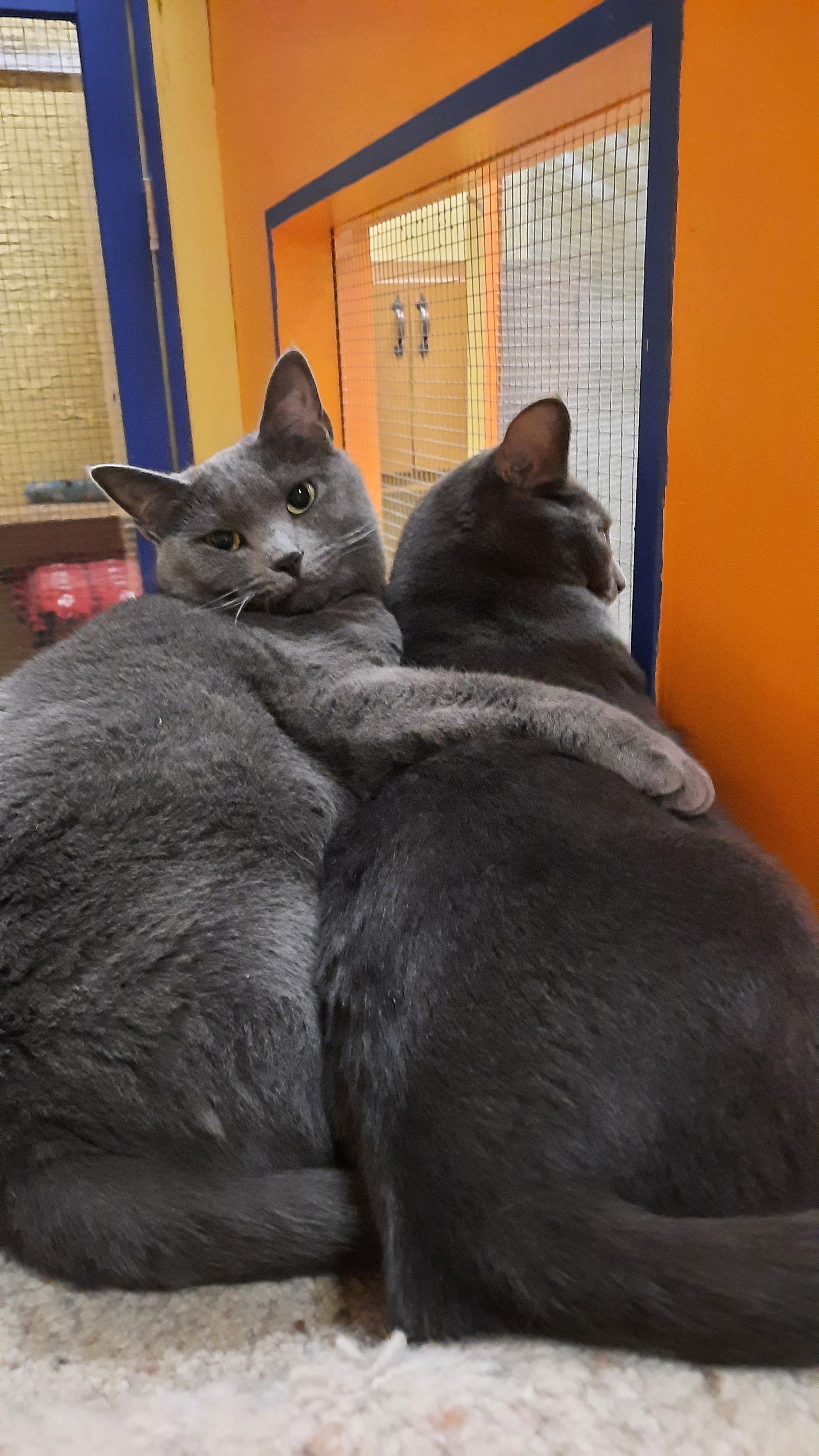 Regina, a Adoptable Domestic Short Hair in Blasdell, NY image 2/5