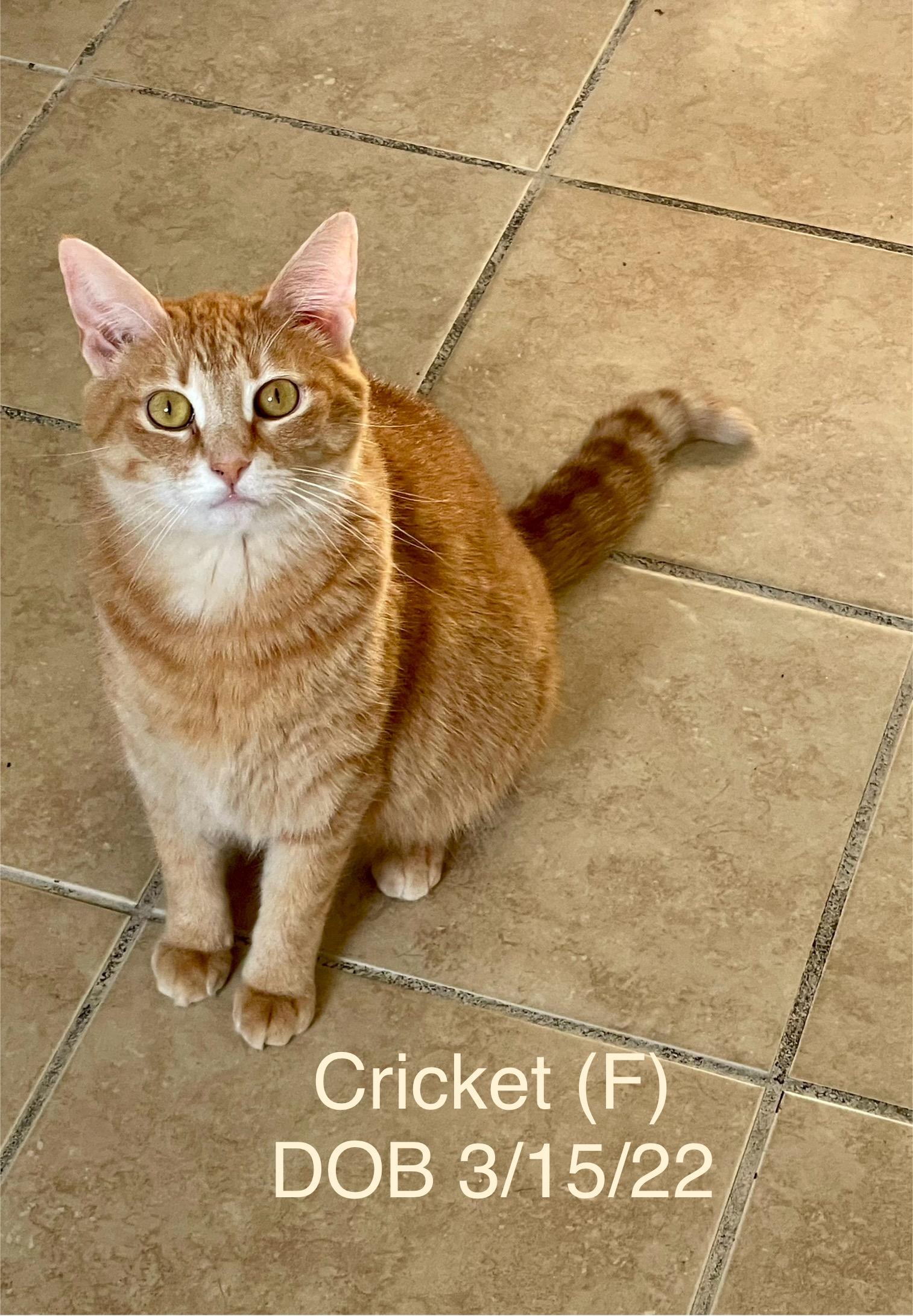 Reduced Adoption Fees - Female