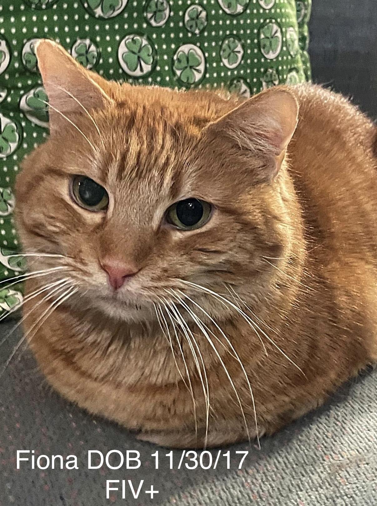 Reduced Adoption Fees - Female