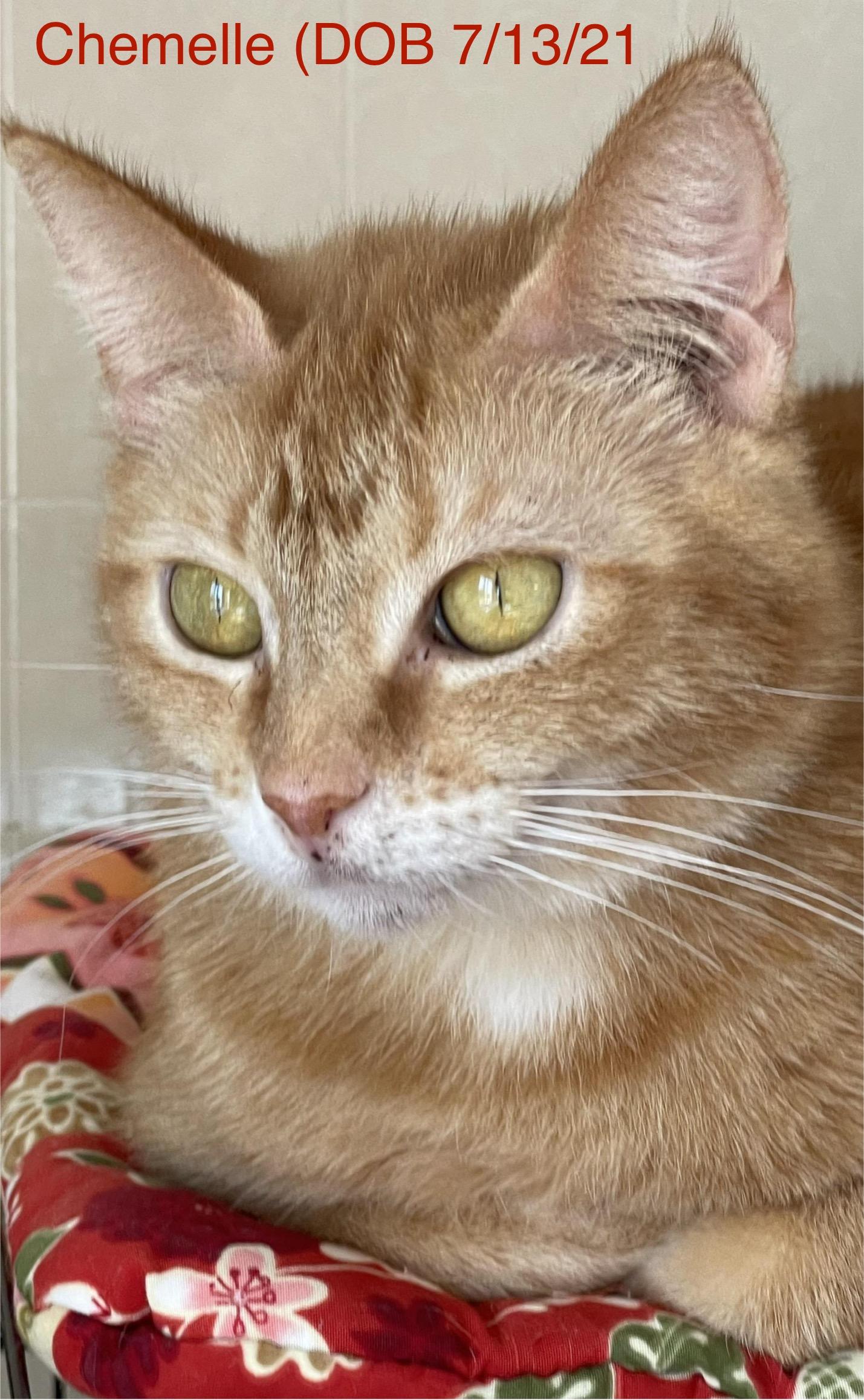 Reduced Adoption Fees - Female, Adoptable, Adult Female Domestic Short Hair.