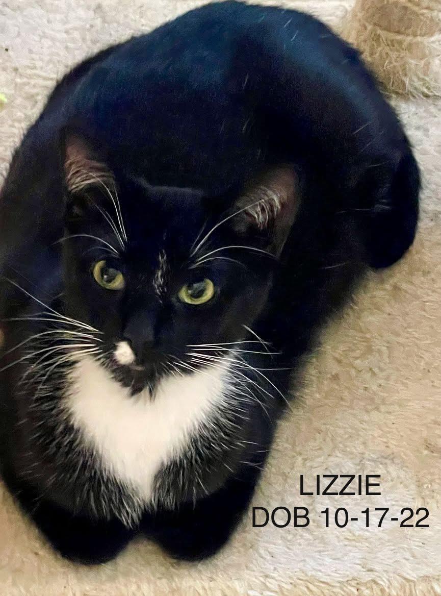 Reduced Adoption Fees - Female